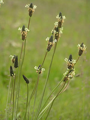Linocut: Lamb's Tongue weed | Tactual Textiles by Claire
